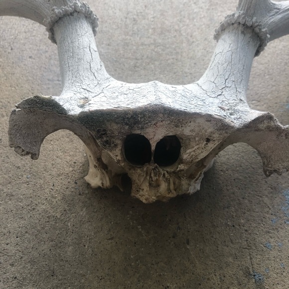 HOLD Vintage | Boho Deer Antler Rack Decor - Picture 4 of 16